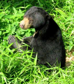 Foto Beruang Madu